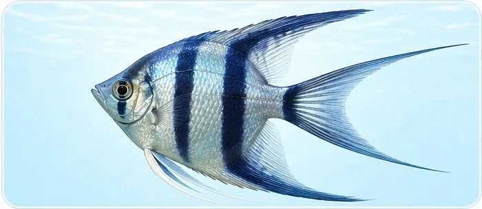 Ogon lirowaty