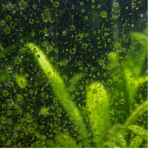 Zielone glony sur une vitre et des feuilles d'aquarium