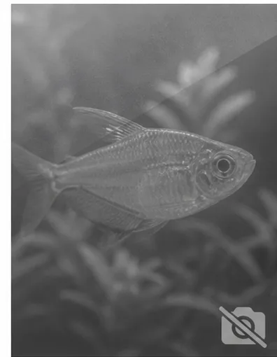 Centropyge acanthops Afrykański Anioł Afryki