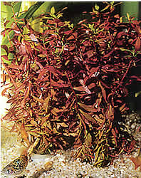 Ammania senegalensis