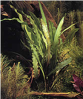 Aponogeton rigidifolius