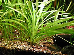 Echinodorus grisebachii