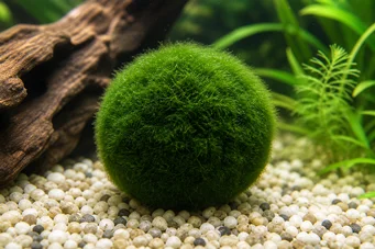 Aegagropila linnaei