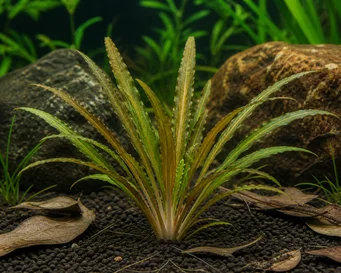 Cryptocoryne albida