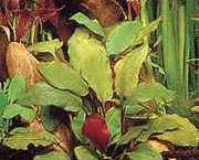 Cryptocoryne cordata 