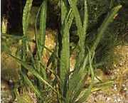 Cryptocoryne crispulata var. balansae 