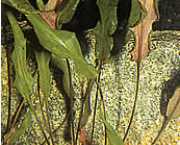 Cryptocoryne wendtii 