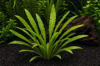 Echinodorus bolivianus