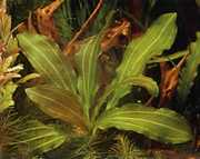 Echinodorus osiris 