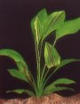 Echinodorus rigidifolius 
