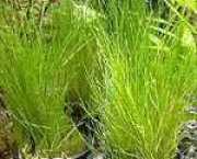 Eleocharis acicularis 