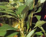 Hygrophila corymbosa 