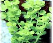 Lysimachia nummularia 