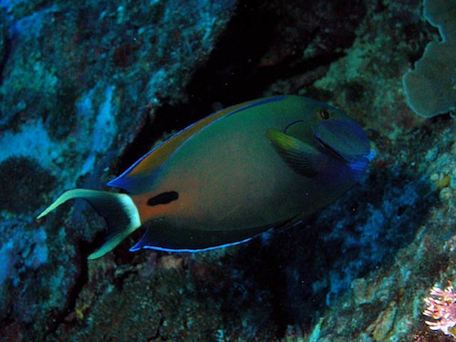 Acanthurus Fowleri (Ryba chirurgowa Fowler)