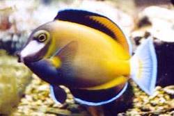 Acanthurus japonicus
