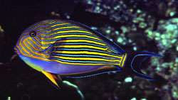 Acanthurus Lineatus (Chirurg w paski)