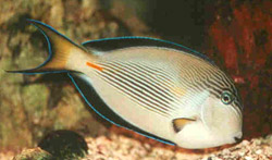 Acanthurus sohal (Chirurg zebry)