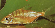 Acnodon normani (Pacou de Norman, Pausi)