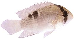 Aequidens maronii