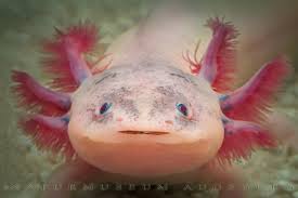 Ambystoma mexicanum (Axolotl)