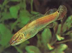 Amia calva Łysy przyjaciel, American Mud Fish
