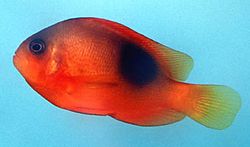 Amphiprion ephippium