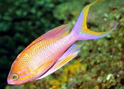 Anthias anthias (Fryzjer)