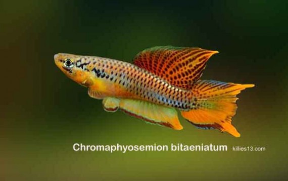 Aphyosemion bitaeniatum (Aphyosemion bitaeniatum)