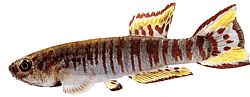 Aphyosemion walkeri