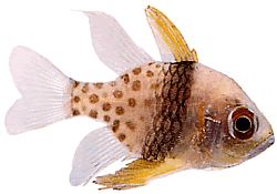 Apogon nematopterus Apogon piżama