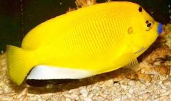 Apolemichthys trimaculatus Ryba tritucheryczna