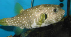 Arothron hispidus (Ryba balonowa niebieska plamy)
