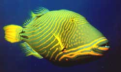 Balistapus undulatus (Falisty)