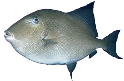 Balistes carolinensis (Mięso wieprzowe)