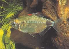 Bathyaethiops breuseghemi (Afrykańska Tetra-moon)