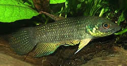 Betta trifasciata Wojownik