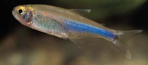 Boehlkea fredcochui Péro Bleu Tetra