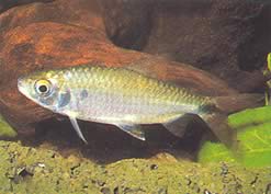 Brycinus affinis Brycinus Red Plume