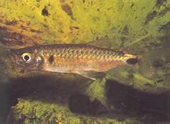 Brycinus macrolepidotus (Tetra z prawdziwymi skalami)