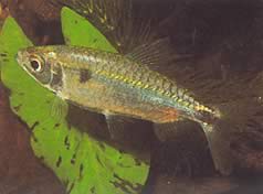 Brycinus schoutedeni (Brycinus z wielkimi skalami)