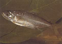 Bryconaethiops macrops (Tetra Big Masted Eyes)