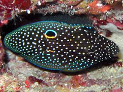 Calloplesiops altivelis (Kometa)