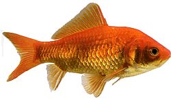 Carassius auratus rouge