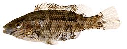 Centrolabus melops Common Crenilabre