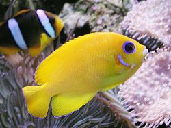Centropyge flavissimus (Żółty)