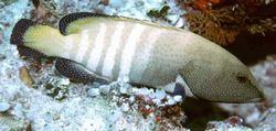 Cephalopholis argus (Grouper)