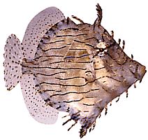 Chaetoderma penicilligera (Ozdobny)