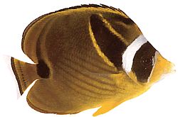 Chaetodon lunula (Chétodon w paski)
