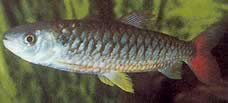 Chalceus erythrurus Chalceus z żółtymi płetwami