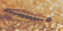 Characidium fasciatum (Characidium zafascynowane)